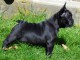 Magnifiques chiots bouledogue fran&ccedil;ais disponible pour bonne fami