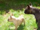 Magnifiques chiots bouledogue fran&ccedil;ais disponible pour bonne fami