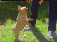 Magnifiques chiots bouledogue fran&ccedil;ais disponible pour bonne fami