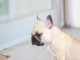 Magnifiques chiots bouledogue fran&ccedil;ais disponible pour bonne fami