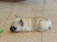 Magnifiques chiots bouledogue fran&ccedil;ais disponible pour bonne fami
