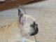    Magnifiques chiots bouledogue fran&ccedil;ais disponible pour bonne f