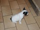 Magnifiques chiots bouledogue fran&ccedil;ais disponible pour bonne fami