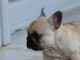 Magnifiques chiots bouledogue fran&ccedil;ais disponible pour bonne fami