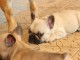Magnifiques chiots bouledogue fran&ccedil;ais disponible pour bonne fami