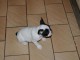 Magnifiques chiots bouledogue fran&ccedil;ais disponible pour bonne fami