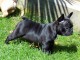 Magnifiques chiots bouledogue fran&ccedil;ais disponible pour bonne fami