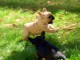 Magnifiques chiots bouledogue fran&ccedil;ais disponible pour bonne fami