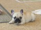 Magnifiques chiots bouledogue fran&ccedil;ais disponible pour bonne fami