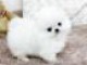 Jolies chiots spitz nains blancs &agrave; donner 