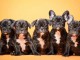 Bulldog fran&ccedil;ais chiots