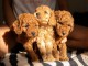 Caniche nain ROUGE chiots &agrave; vendre