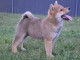 Shiba Inu chiots &agrave; vendre