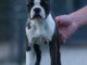 Boston Terrier chiots &agrave; vendre