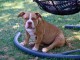 American Bully chiots &agrave; vendre
