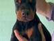Doberman chiots &agrave; vendre