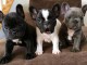 Chiot d&rsquo;apparence bouledogue fran&ccedil;ais 