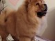 Chow Chow chiens &agrave; vendre
