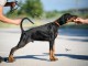 DOBERMAN chiots &agrave; vendre