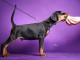 DOBERMAN chiots &agrave; vendre
