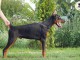 Doberman chiots &agrave; vendre
