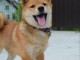 Shiba Inu chiots &agrave; vendre