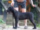 Cane Corso chiot m&acirc;le