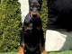 DOBERMAN chiots &agrave; vendre