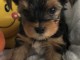 Chiot Yorkshire femelle &agrave; Donner