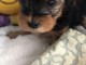 Chiot Yorkshire femelle &agrave; Donner