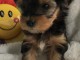 Chiot Yorkshire femelle &agrave; Donner
