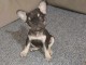 Bouledogue fran&ccedil;ais chiots