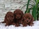 Caniche Toy rouge chiots &agrave; vendre