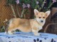 Welsh Corgi Pembroke chiots &agrave; vendre