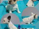 Bouledogue Fran&ccedil;ais chiots &agrave; vendre