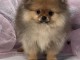 Spitz de Pom&eacute;ranie chiots &agrave; vendre