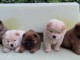 Chow Chow chiots &agrave; vendre