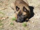 Chiots berger belge &agrave; donner 