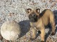 Chiots berger belge &agrave; donner 