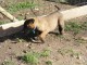 Chiots berger belge &agrave; donner 