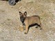 Chiots berger belge &agrave; donner 