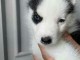A donner chiots Husky de sib&eacute;rien