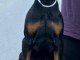 Doberman chiots &agrave; vendre