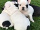 A donner chiots bouledogue fran&ccedil;ais