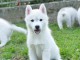 Husky sib&eacute;rien chiots &agrave; vendre