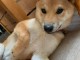 Chiot shiba inu &agrave; donner 