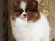 Chiot spitz nain Pom&eacute;ranie adorable 