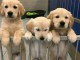 Chiot golden retriever &agrave; adopter adorable 