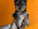 Chiot yorkshire terrier &agrave; donner adorable 