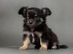 Chiot chihuahua &agrave; donner 